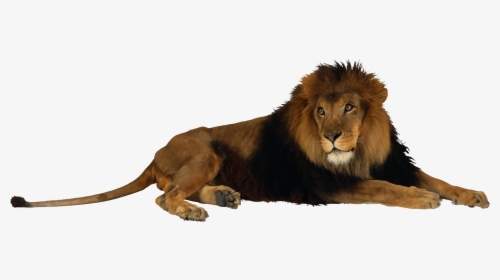 Free Download Of Lion Png Icon - Fort Wayne Children's Zoo, Transparent Png, Transparent PNG