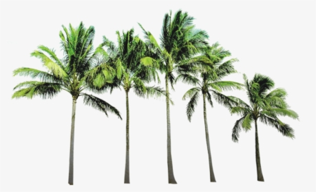 Transparent Palm Trees Png - Coconut Tree Png File, Png Download, Transparent PNG
