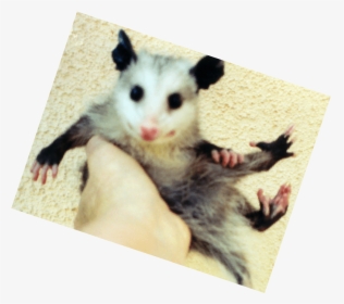 Common Opossum, HD Png Download, Transparent PNG