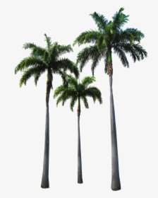 Arecaceae Tree Clip Art - Hotline Miami Wallpaper Phone, HD Png Download, Transparent PNG
