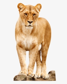 Lioness Standing, HD Png Download, Transparent PNG