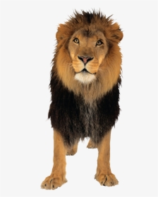Lion Png Free Download - Lion Sitting Transparent Background, Png Download, Transparent PNG