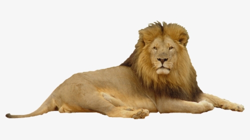 Lion Png Photoscape Editor Manipulation Friends King - Lion In Top Hat, Transparent Png, Transparent PNG