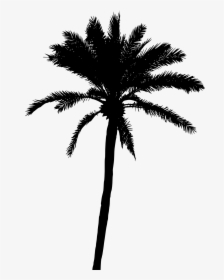 Palm Tree Vector Png, Transparent Png, Transparent PNG