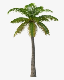Palm Tree Png Image - Martin Garrix Feat Macklemore & Patrick Stump, Transparent Png, Transparent PNG