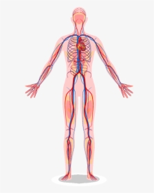 Vascular System - Human Heart Body Diagram, HD Png Download, Transparent PNG