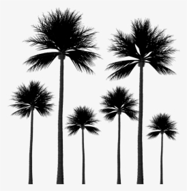 Silhouette, Palm Trees, Tree Silhouette, Scrapbook - Palm Trees Png Background, Transparent Png, Transparent PNG