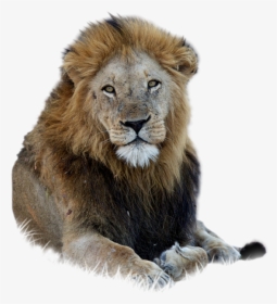 Lion Free Png - Asian Lion Png, Transparent Png, Transparent PNG