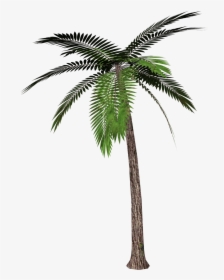 Palm Tree Transparent Background, HD Png Download, Transparent PNG
