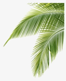 Palm Tree Leaf Png - Palm Tree Leaves Png, Transparent Png, Transparent PNG