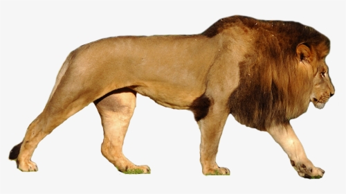 Polar Bear Compared To Lion, HD Png Download, Transparent PNG