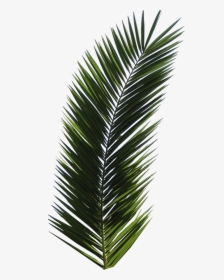 Palm Tree Leaf, HD Png Download, Transparent PNG