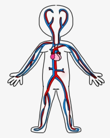 Clip Art Circulatory System Drawing - Circulatory System Simple Drawing, HD Png Download, Transparent PNG