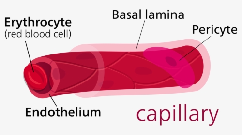 Parts Of A Capillary, HD Png Download, Transparent PNG
