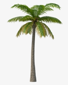 Palm Tree Png Image - Summer Days Martin Garrix, Transparent Png, Transparent PNG