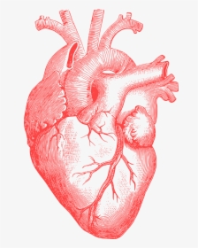 Human Heart Drawings In Pencil, HD Png Download, Transparent PNG