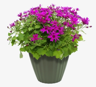Flower Pots Png, Transparent Png, Transparent PNG