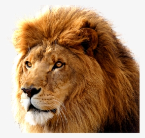 Lion Png Image, Free Image Download, Picture, Lions - Lion Head Transparent Background, Png Download, Transparent PNG