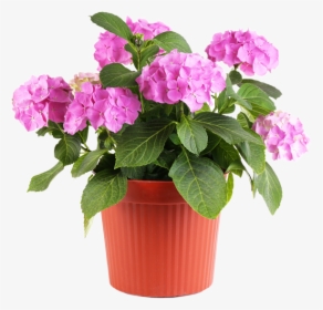 Feel Good About Visiting The Same Nursery Where- - Pink Flower Pot Png, Transparent Png, Transparent PNG
