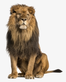Lion Stock Photography Royalty-free - Lion Sitting Up, HD Png Download, Transparent PNG