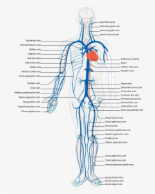 Arteries And Veins, HD Png Download, Transparent PNG