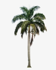 Palm Free Png Image - Coconut Tree Png, Transparent Png, Transparent PNG