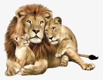 Lion Png Image, Free Image Download, Picture, Lions - Lion Lioness And Cub, Transparent Png, Transparent PNG