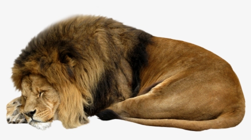 Sleeping Lion White Background, HD Png Download, Transparent PNG