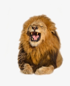 Download Free High Quality Lion Png Transparent Images - Masai Lion, Png Download, Transparent PNG