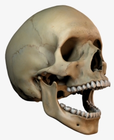 3d Skull Png - 3d Skull Art Png, Transparent Png, Transparent PNG