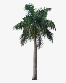 Palm Tree Png Photo - Royal Palm Png, Transparent Png, Transparent PNG