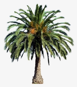 20 Free Tree Png Images - Date Palm Tree Png, Transparent Png, Transparent PNG