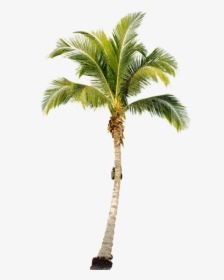 Palmtree Png Free Download - Palm Tree Png Transparent, Png Download, Transparent PNG