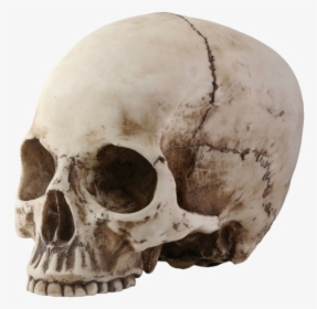 Skull Png Image - Skull With No Jaw, Transparent Png, Transparent PNG