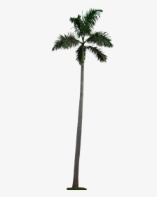 Long Palm Tree Png, Transparent Png, Transparent PNG