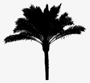 Palm Tree Silhouette Png, Transparent Png, Transparent PNG
