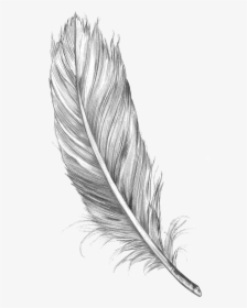 Feather Art Drawing Sketch Bird Free Hd Image Clipart - Feather Sketch, HD Png Download, Transparent PNG