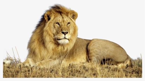 Download Lion Png Transparent Images Transparent Backgrounds, Png Download, Transparent PNG