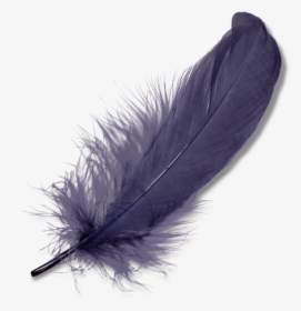Purple Feather - Feather Transparent, HD Png Download, Transparent PNG