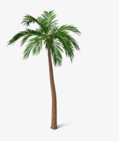 Palm Tree Png, Transparent Png, Transparent PNG