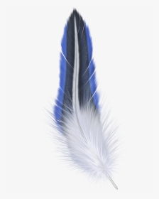 Feather Png - Transparent Background Png Format Feather Png, Png Download, Transparent PNG