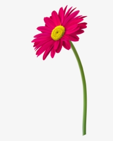 Transparent Field Of Flowers Png - Flower With Pot Png, Png Download, Transparent PNG