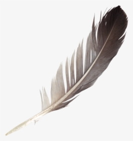 Transparent Feather Pen Png - Feather Png, Png Download, Transparent PNG