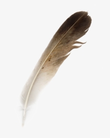Feather Png Photo - Hornbill Feather Png, Transparent Png, Transparent PNG