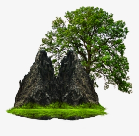 Png Grass With Tree And Rock Png - Tree In Garden Png, Transparent Png, Transparent PNG