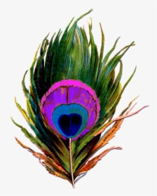 Peacock-feather Png - Peacock Feather Png Logo, Transparent Png, Transparent PNG