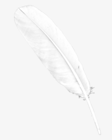 Feather Png Whie Download For Free - Real White Feather Png, Transparent Png, Transparent PNG