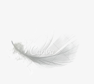 White Feather Png High-quality Image - Sketch, Transparent Png, Transparent PNG