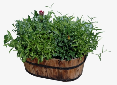 Potted Plants Png Download - Plants In Pots Png, Transparent Png, Transparent PNG