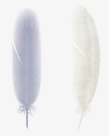 Free Download Of Feather Png Image Without Background - Feather Png, Transparent Png, Transparent PNG